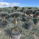 Olivovník európsky (Olea europaea) ´ARBEQUINA´ - výška 100-120 cm, kont. C130L - PONPON (-12°C)